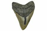 Huge, Fossil Megalodon Tooth - North Carolina #382597-1